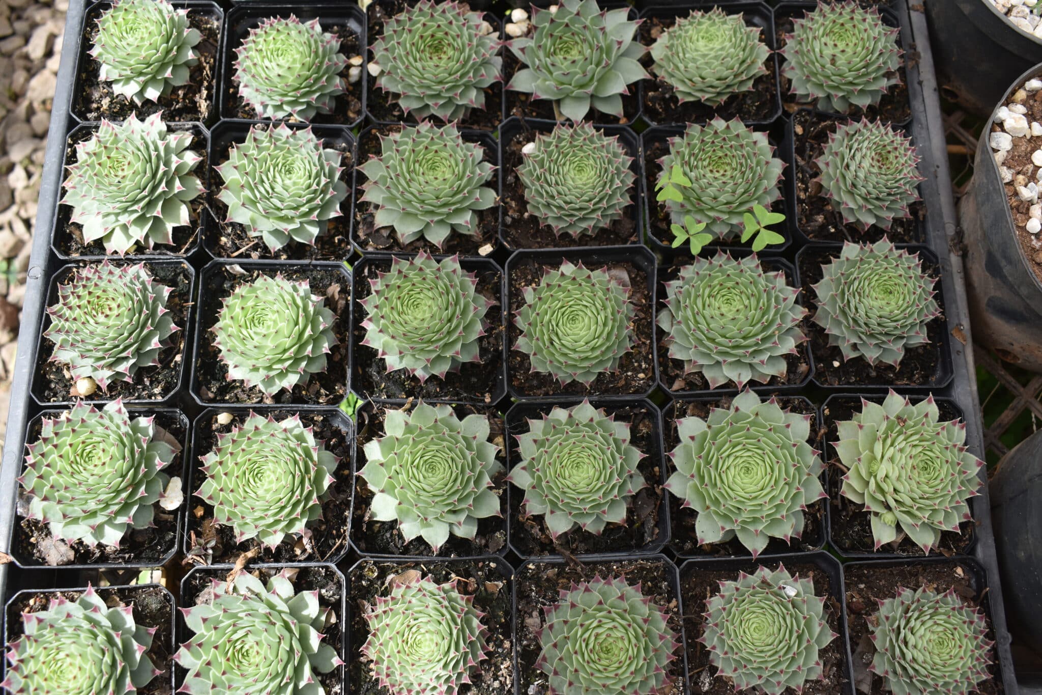 Fertilizante Org Nico Para Casa Suculentas Y Cactus